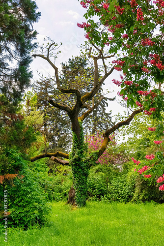 fanciful tree on a spring meadow