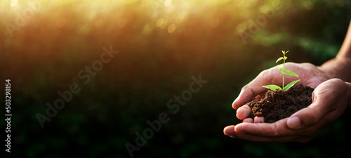 Fotografia Hand of someone holding sapling growing from the soil with sunlight