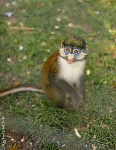 Red-tailed monkey, Red-tailed guenon, coppertail monkey, sits on grass and smiles