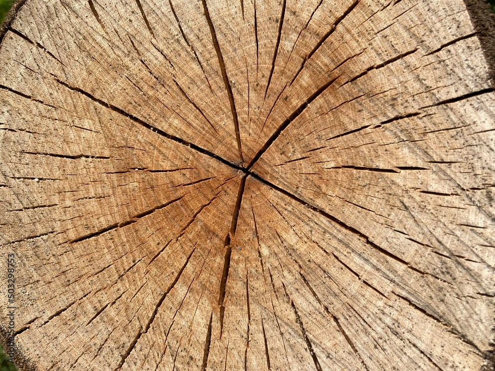 Fototapeta premium the cut slice of a tree trunk with interesting patterns and spots