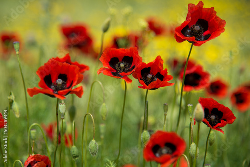 Beautiful red poppies and yellow flowers against the background of green grass. Background. Nature. Can used as a background or screen saver on phone or computer monitor. A picture for the interior.