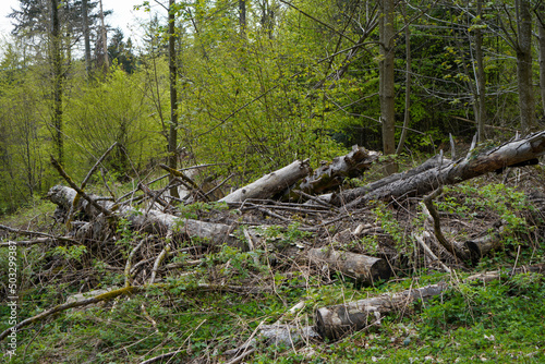 Bavarian Forest in spring with fresh greenery and blossoming trees