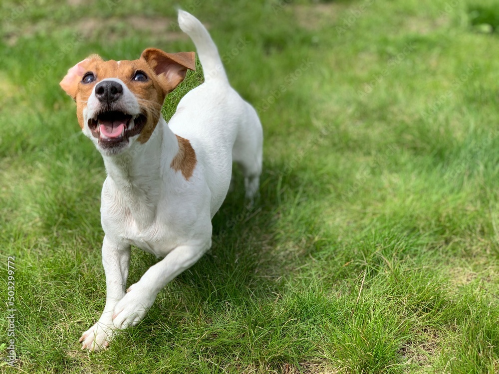 Cheerful dog jack russell terrier.