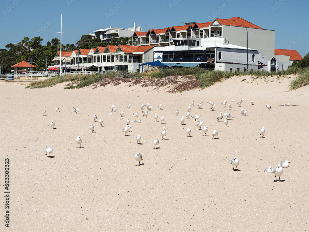 Seagulls sitting at the beach in Rockingham Australia