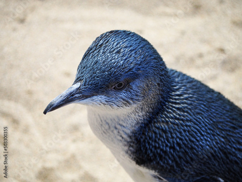 cute little penguin on penguin Island Rockingham Australia