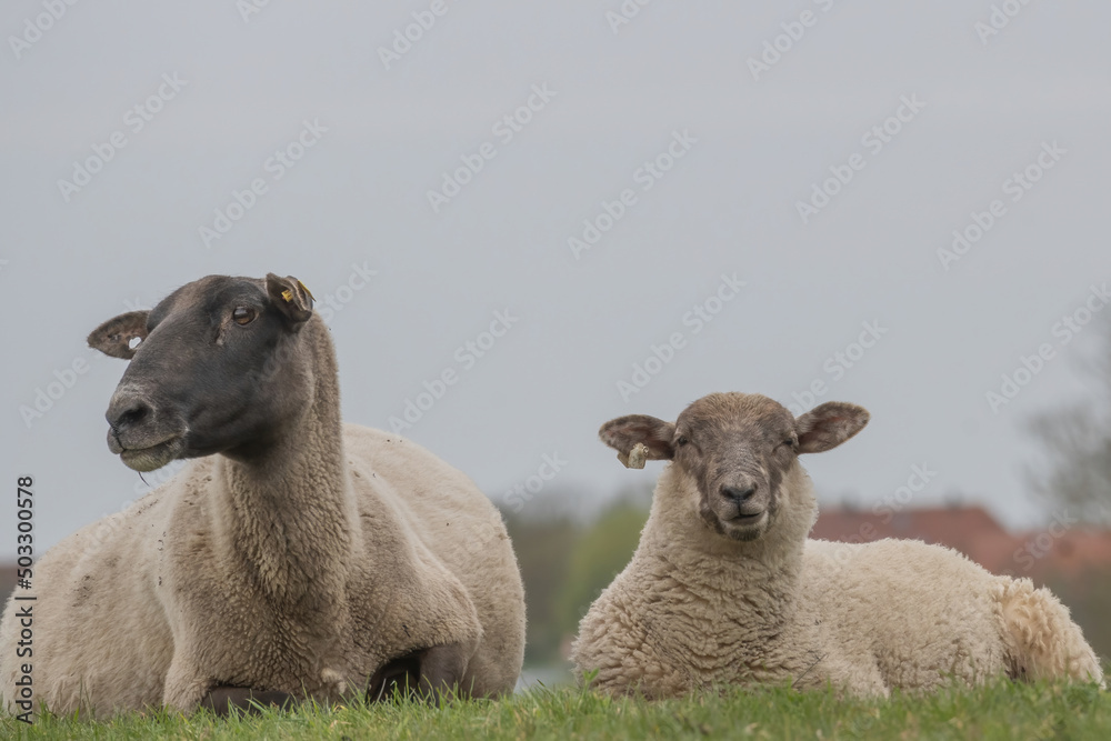 Obraz premium flock of sheep
