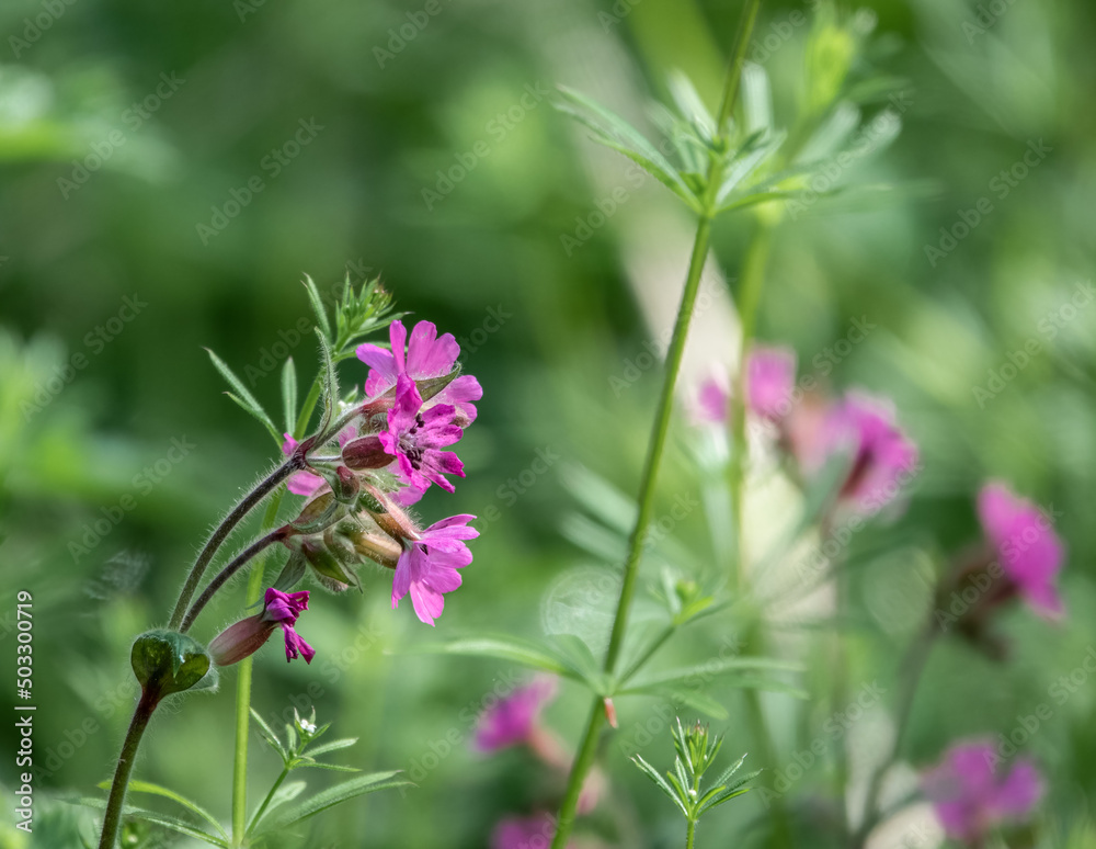 Fototapeta premium beautiful pink flower of the hedgerow crane's bill also known as mountain cranesbill (Geranium pyrenaicum)