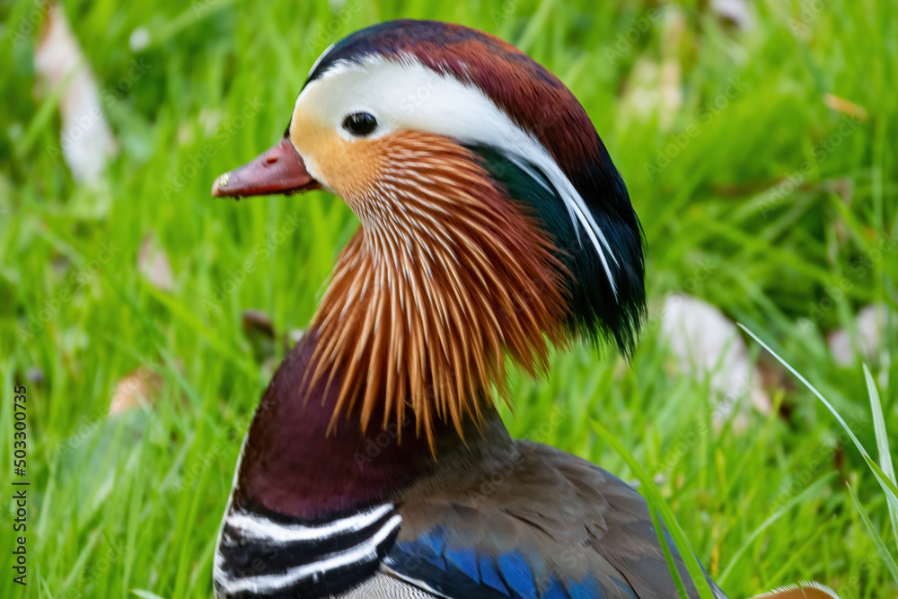 Fototapeta premium mandarin duck in the grass