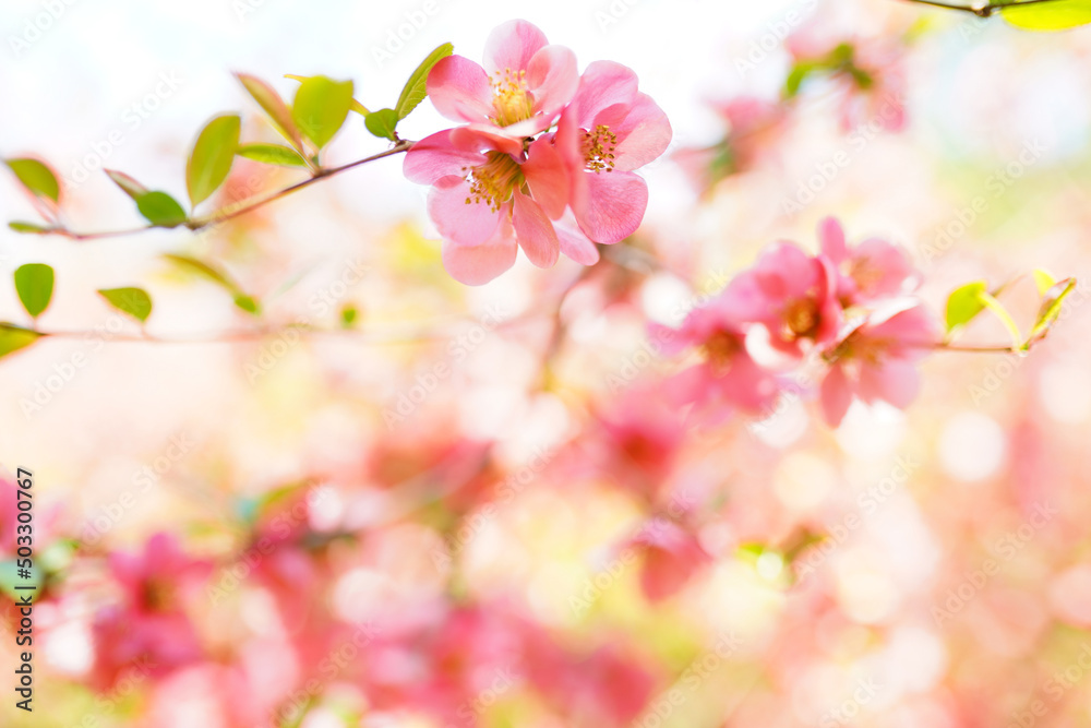 Beautiful pink blossom flowers on the tree on blurred background Beautiful pink blossom flowers on the tree on blurred background