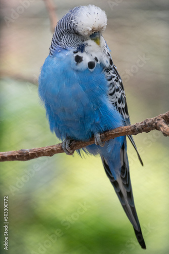 blue and yellow macaw