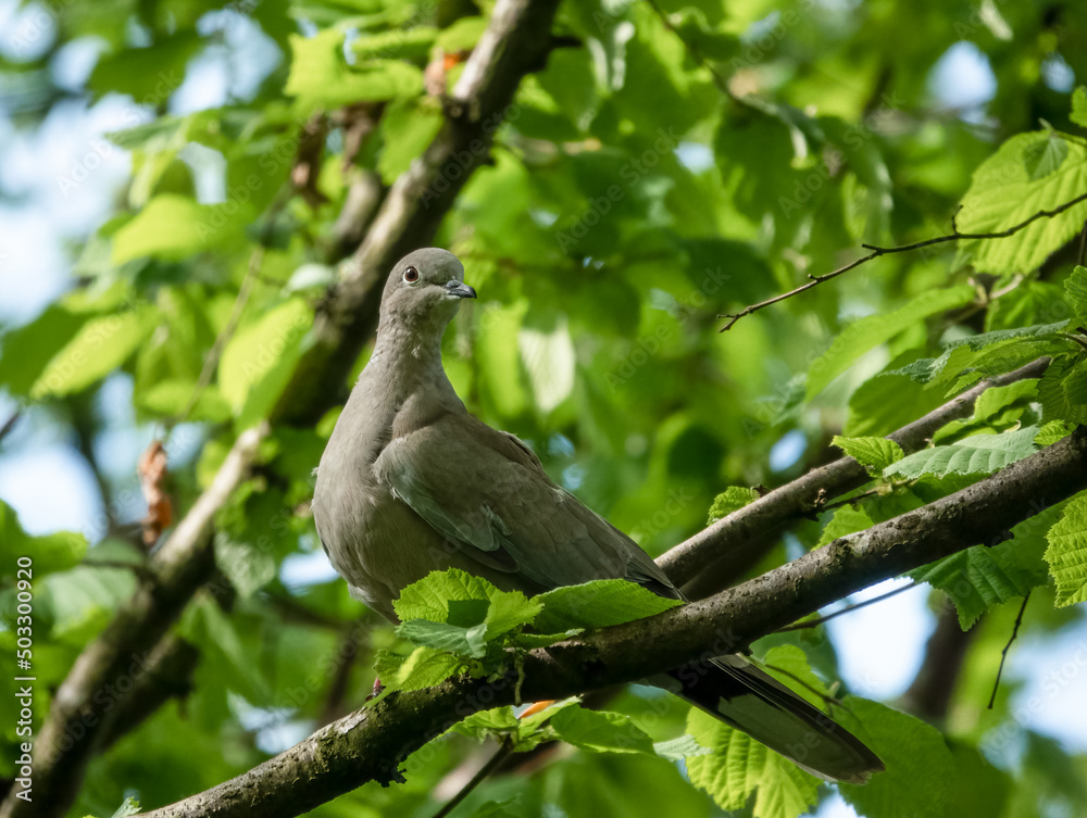 close up of a collared dove (Streptopelia Decaocto) perched in tree branmches, green spring leaves background close up of a collared dove (Streptopelia Decaocto) perched in tree branmches, green spring leaves background