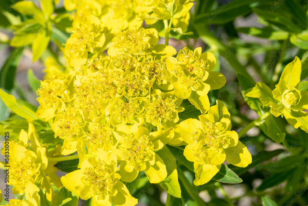 yellow flowers in the garden