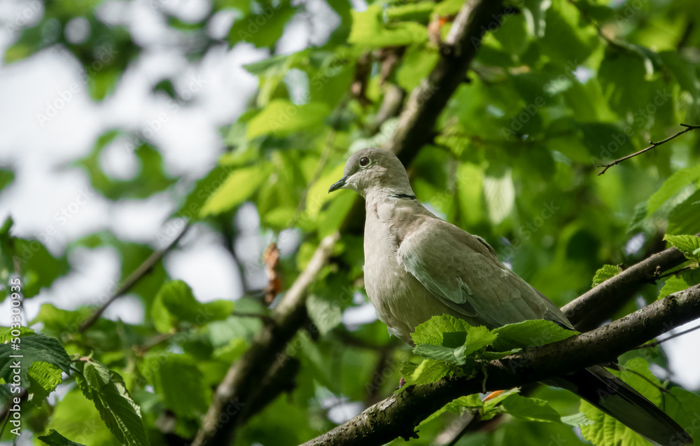 close up of a collared dove (Streptopelia Decaocto) perched in tree branmches, green spring leaves background close up of a collared dove (Streptopelia Decaocto) perched in tree branmches, green spring leaves background