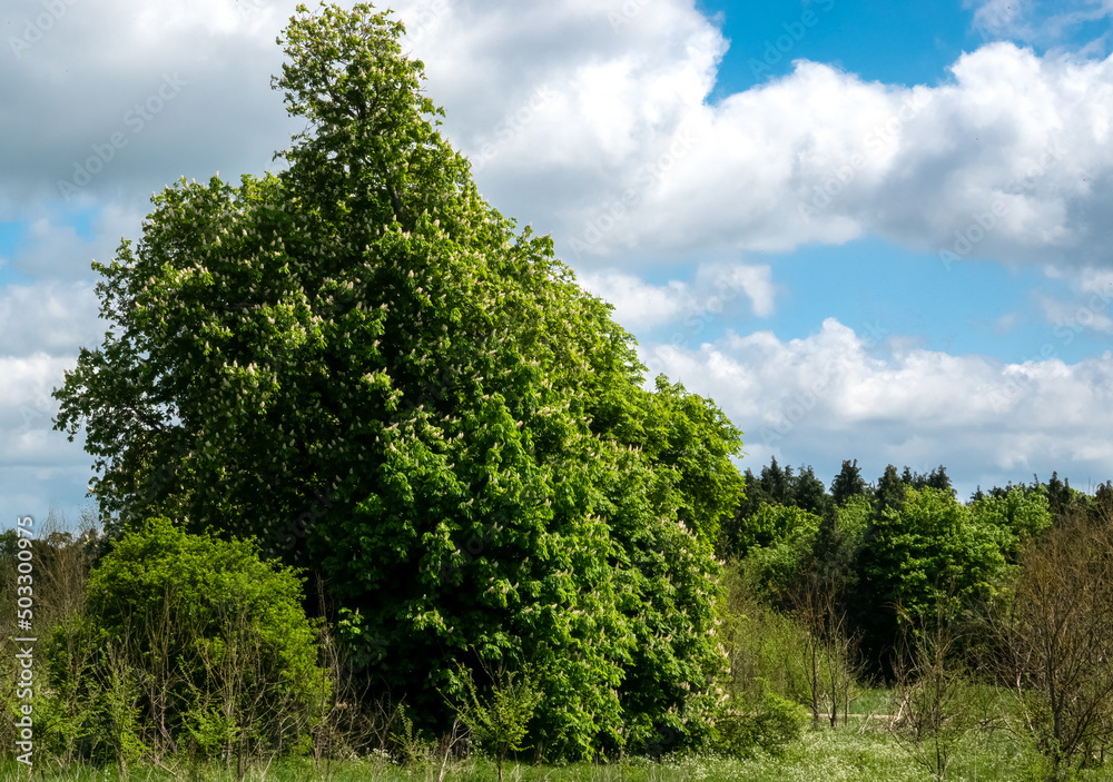 large bright green beech tree (Fagus) foliage in afternoon spring sunshine, blue sky with white nimbus cloud large bright green beech tree (Fagus) foliage in afternoon spring sunshine, blue sky with white nimbus cloud