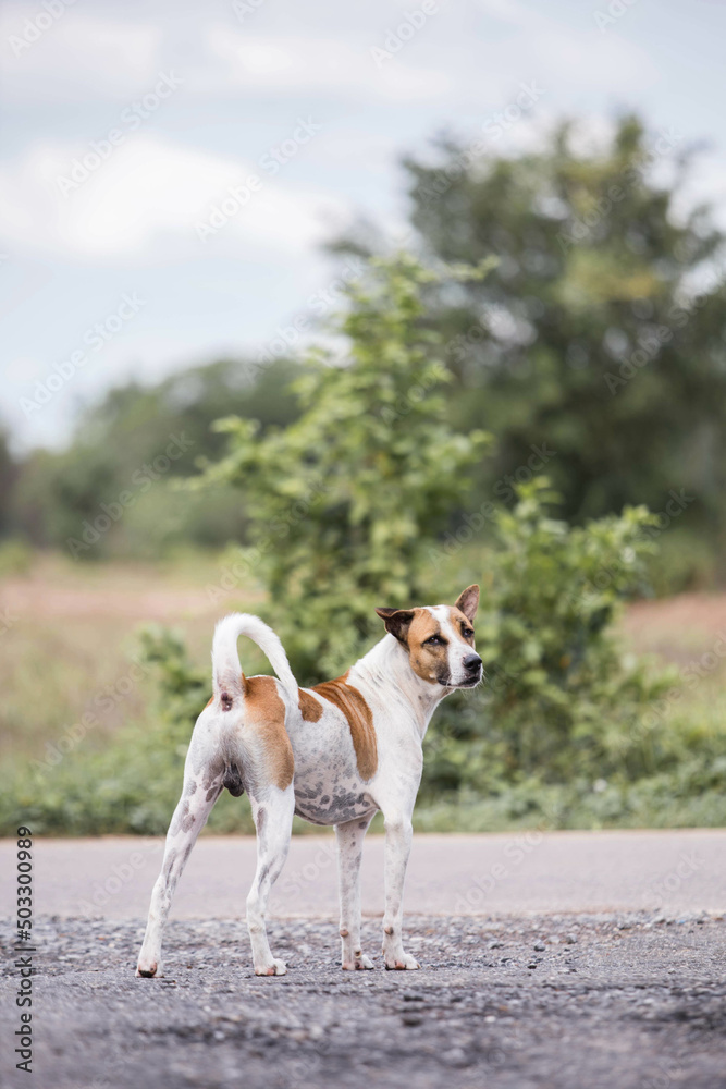 Thai white dog mixed with brown walk in the middle of the road and look faithful pet Popular people often bring. Thai white dog mixed with brown walk in the middle of the road and look faithful pet Popular people often bring.