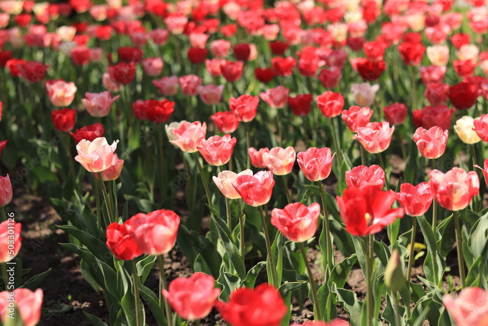 Field of blooming pink and red tulips, spring background