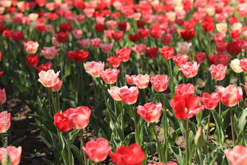 Field of blooming pink and red tulips, spring background © Mariia