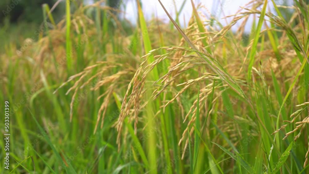Rice is a staple food in most countries of the world Rice is a staple food in most countries of the world