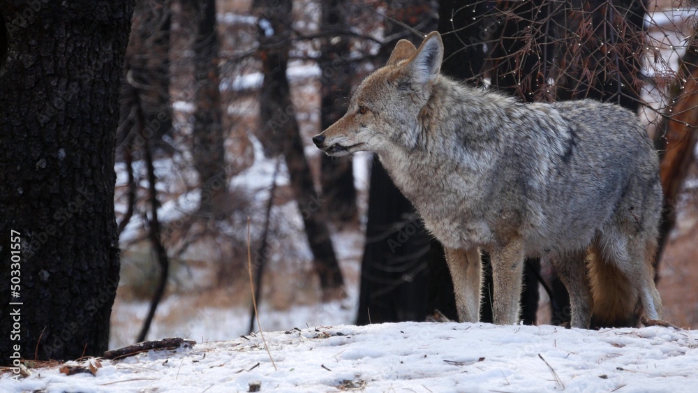 Wild furry wolf, gray coyote or grey coywolf, winter snowy forest, Yosemite national park wildlife, California fauna, USA. Undomesticated predator walking and sniffing, hybrid dog like animal standing Wild furry wolf, gray coyote or grey coywolf, winter snowy forest, Yosemite national park wildlife, California fauna, USA. Undomesticated predator walking and sniffing, hybrid dog like animal standing