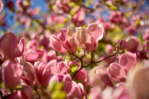 Beautiful magnolias blooming in the Ukrainian botanical garden