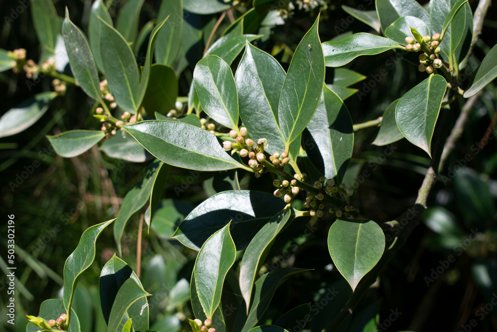 Fondo de hojas de arbusto y árboles.