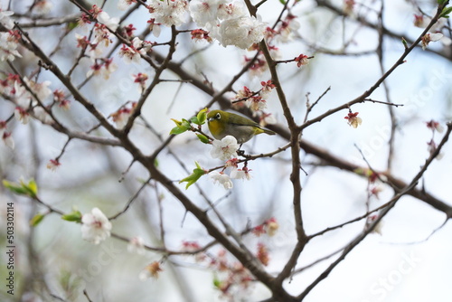 白梅の花の蜜を吸いに来たメジロ © Junoreda