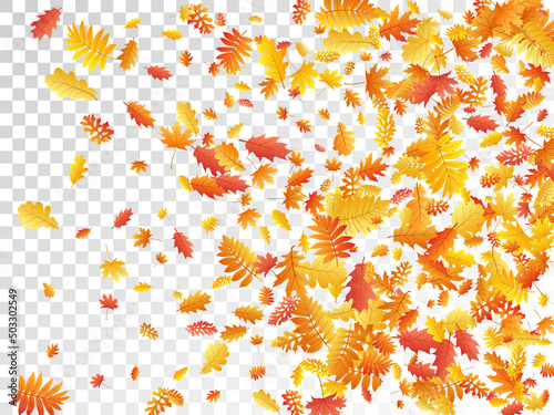 Oak, maple, wild ash rowan leaves vector, autumn foliage on transparent background.