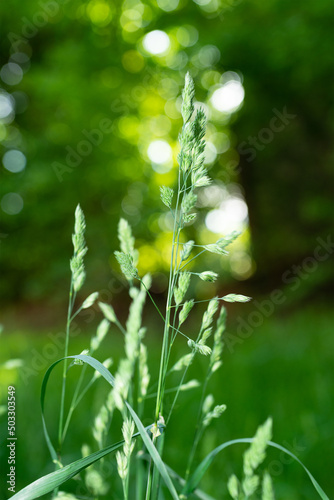Green spikelets of grass in a clearing with beautiful bokeh