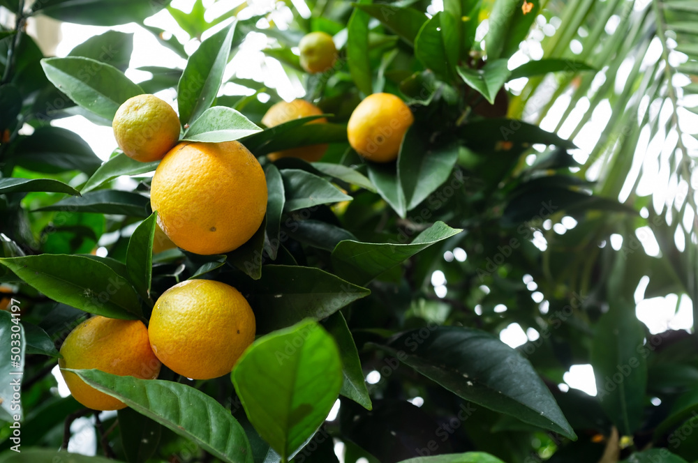 Sweet oranges or Citrus sinensis on a branch in green foliage, against a background of a palm leaves, in a greenhouse. 