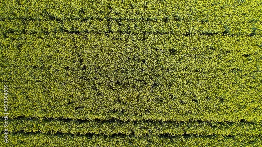 Top down drone view of canola field in bloom, ascending. Top down drone view of canola field in bloom, ascending.