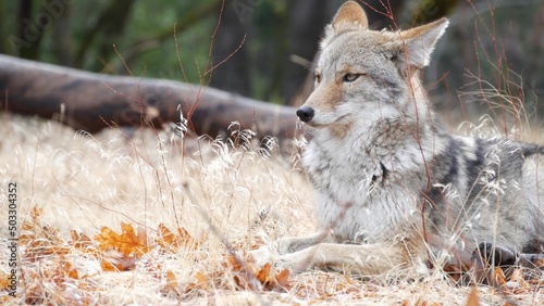 Fotografia Wild furry wolf, gray coyote or grey coywolf, autumn forest glade, Yosemite national park wildlife, California fauna, USA