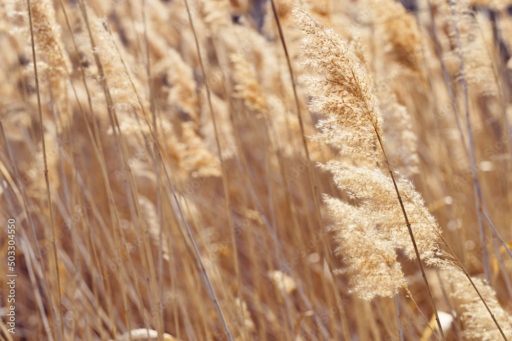 Fototapeta premium Dry plant reeds as beauty nature background, Abstract natural backdrop. Reed grass or pampas grass outdoors with daylight, life style nature scene, organic design poster. Soft focus
