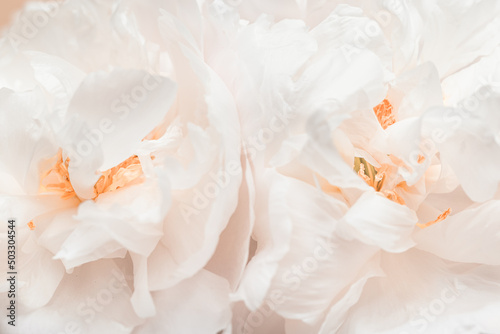 Close up white peony flower  blur macro petals pastel pink color  beauty in nature  natural flowery background  soft focus. Delicate fresh blooming flower petals. Nature floral design backdrop