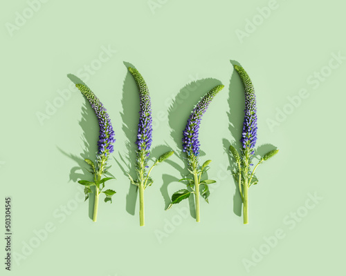 Spring grass and flowers creative flatlay, green monochrome botanical background, veronica spicata purple flower and green grass, nature design minimal botanical pattern, top view