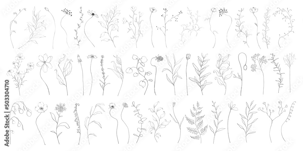 Set of botanic outline wildflowers and leaves. Hand drawn floral abstract pencil sketch field flowers, branch isolated on white background line art illustration