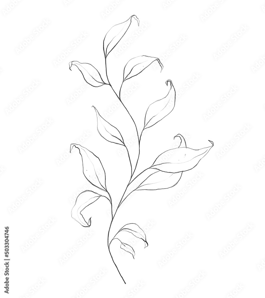 Botanic outline floral branch, leaves. Hand drawn floral abstract pencil sketch plant isolated on white background line art illustration