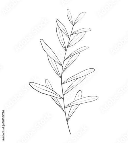 Botanic outline floral branch  leaves. Hand drawn floral abstract pencil sketch plant isolated on white background line art illustration