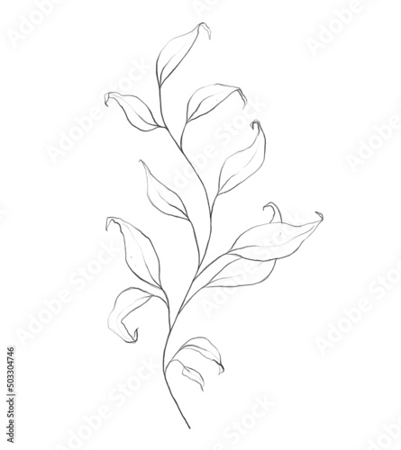 Botanic outline floral branch, leaves. Hand drawn floral abstract pencil sketch plant isolated on white background line art illustration