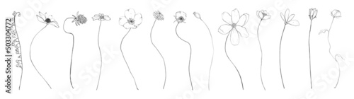 Set of botanic outline wildflowers. Hand drawn floral abstract pencil sketch field flowers isolated on white background line art illustration