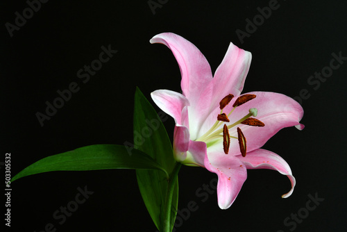 Closeup of pink stargazer lily on a black background. Lilium 'Stargazer' (the 'Stargazer lily') is a hybrid lily of the 'Oriental group'