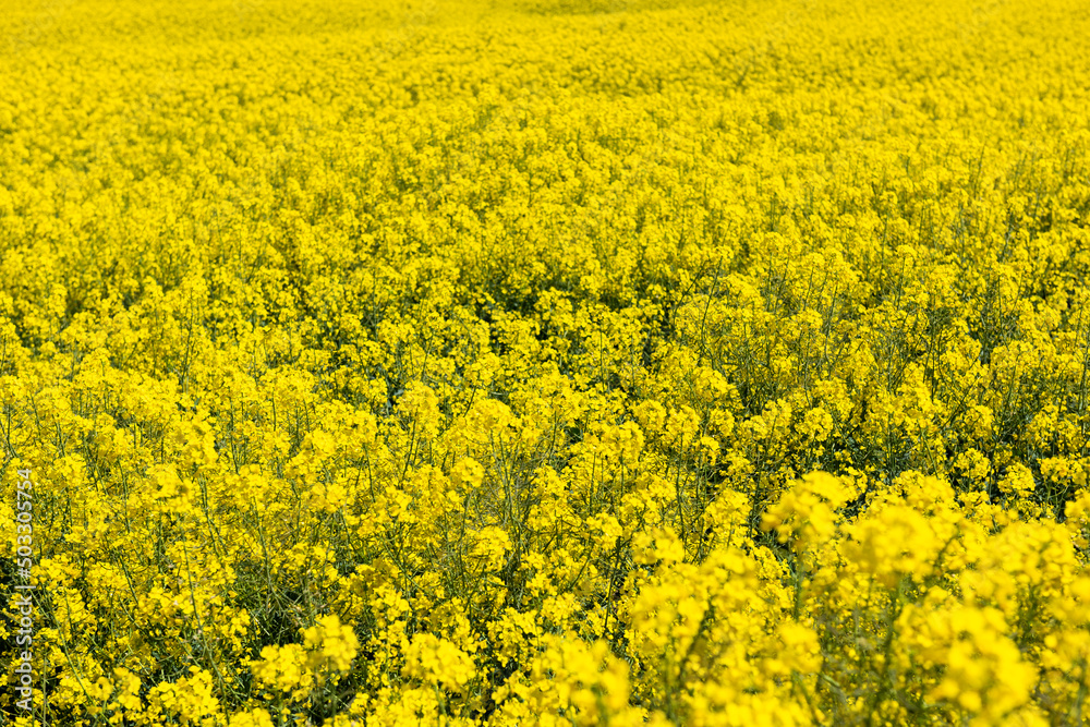Canola Fields. Blooming canola fields under a blue sky with clouds. Beautiful yellow flowers. Canola Fields. Blooming canola fields under a blue sky with clouds. Beautiful yellow flowers.