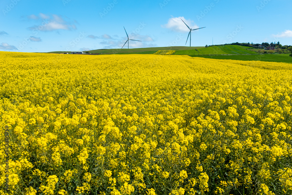 Canola Fields. Blooming canola fields under a blue sky with clouds. Beautiful yellow flowers