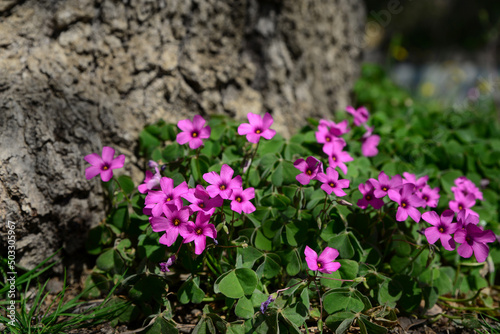 Beautiful blooming shamrocks growing near tree outdoors on sunny day