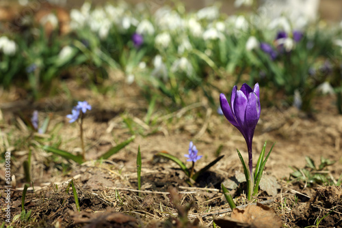 Beautiful flowers growing outdoors, focus on bright crocus