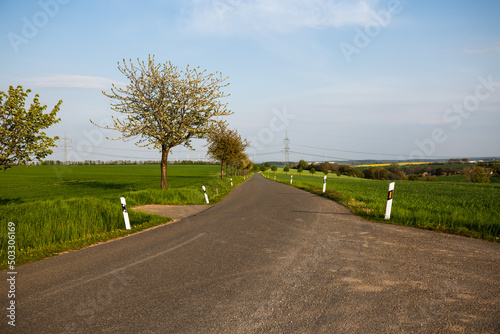 Fields of rape with blue sky, springtime, landscape in Thuringia