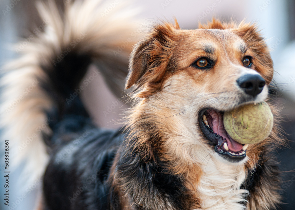 young dog holding a tennis ball in her mouth , training and behavior control.