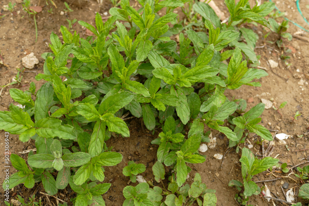 natural green mint plant that grows in the garden in spring, medicinal mint plant is fresh and planted in the garden,