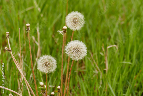 dandelion feathers,close-up dandelion flower feathers,