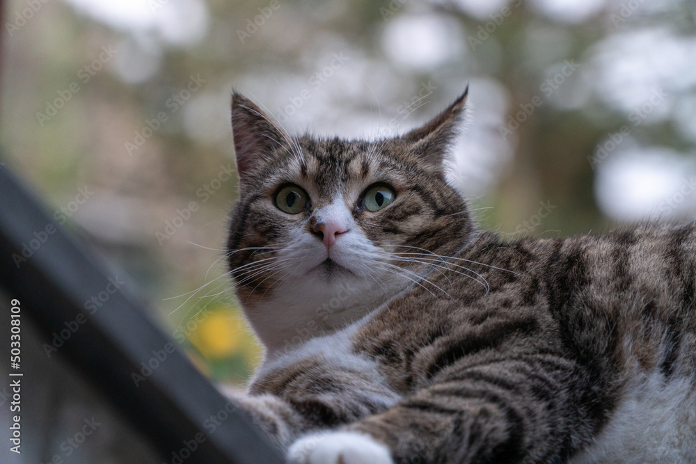 Getigerte Katze Getigerte Katze