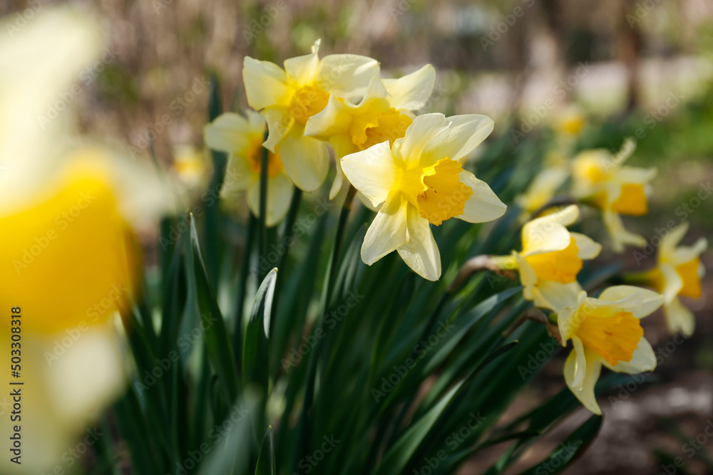 Beautiful yellow daffodils outdoors on spring day, closeup Beautiful yellow daffodils outdoors on spring day, closeup